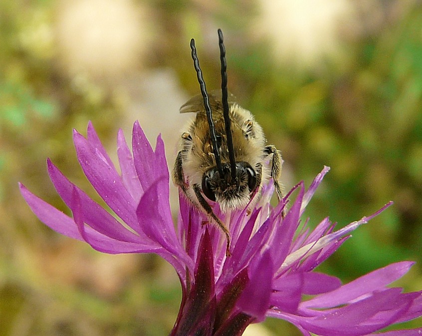 Eucera sp.  (Apidae).